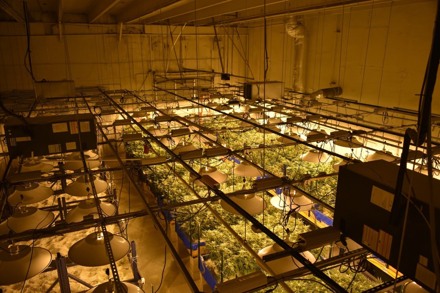 cannabis cultivation tips in 2024
