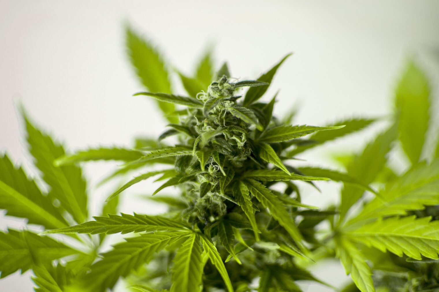 cannabis cultivation 2024