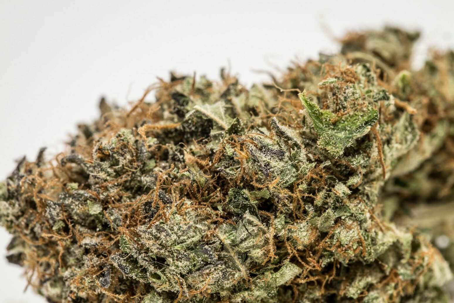 What is the THC Potency in Thai Cannabis?